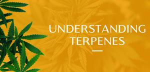 understanding terpenes