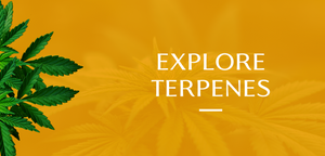 explore terpenes