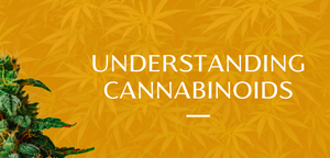 Understanding Common Cannabinoids